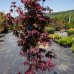 Javor dlaňolistý (Acer palmatum) ´ATROPURPUREUM´ - výška 125-150cm, kont. C18L 